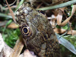 REPTILES